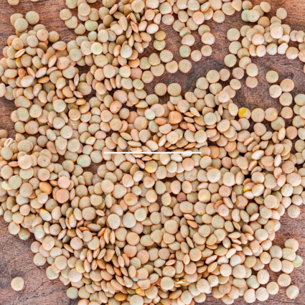 Brown Lentils